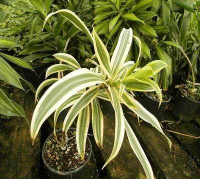 Dracaena reflexa aurea variegata - Dracaena Reflexa Panaché Nain