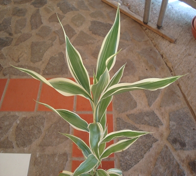 Dracaena sanderiana - Dracaena sanderiana