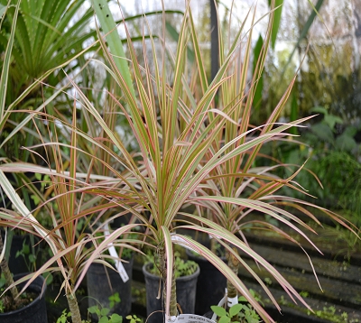 Dracaena marginata tricolore - Dracaena tricolore