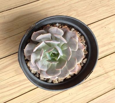 Echeveria secunda - Echeveria secunda