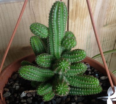 Echinopsis chamaecereus sylvestris - Echinopsis chamaecereus sylvestris