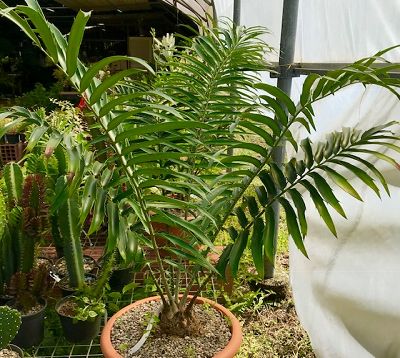 Encephalartos lebomboensis - Encephalartos lebomboensis