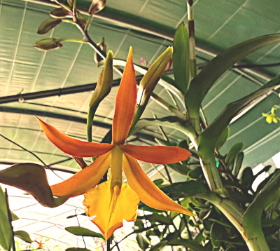 Epidendrum orchidée