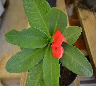 Euphorbia Milii Var. X - Epine du Christ hybride rouge