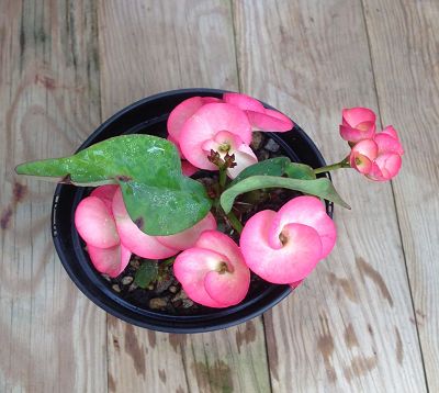 Euphorbia Milii 