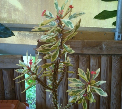 Euphorbia Milii Variegata - Epine du Christ panachée
