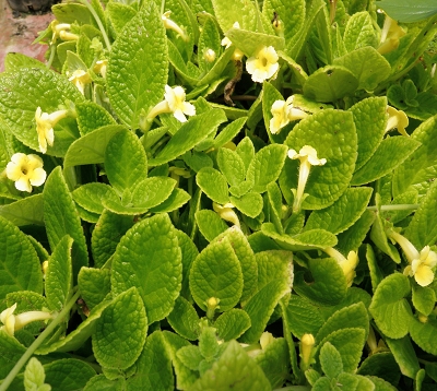 Episcia cupreata - Episcia jaune