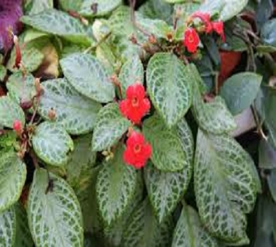 Episcia cupreata - Episcia rouge