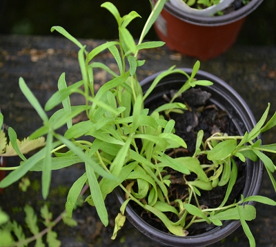 Artemisia dracunculus - Estragon