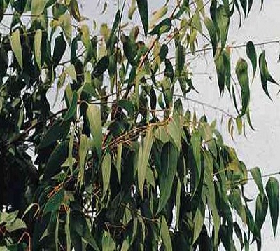 Eucalyptus gunnii - Gommier cidre