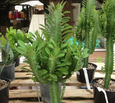 Euphorbia trigona - Euphorbe feuillage vert