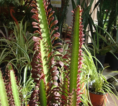 Euphorbia trigona rubra - Euphorbe feuilles rouges