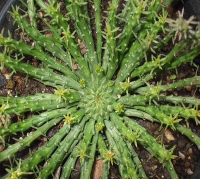 Euphorbia caput medusae - Euphorbe-Tête de meduse