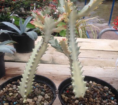 Euphorbia lactea variegata - Euphorbia lactea variegata