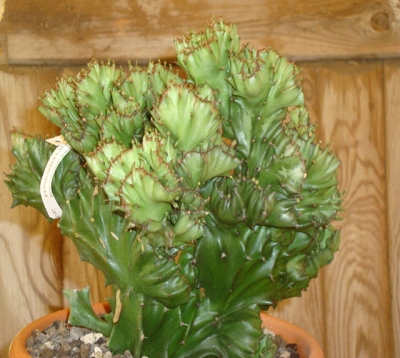 Euphorbia lactea monstruosa - Euphorbia lactéa monstruosa
