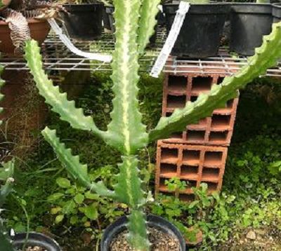 Euphorbia lactea - Euphorbia lactea