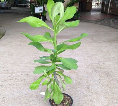 Euphorbia umbellata - Synadenium grantii