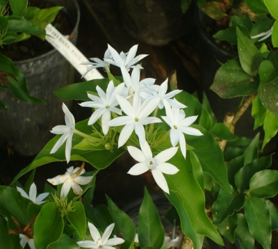 Jasmimum multiflorum - Jasmin des Haies - Faux Jasmin