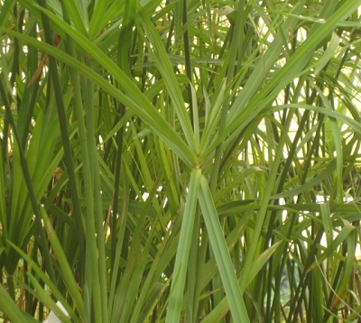 Cyperus alternifolius - Faux papyrus