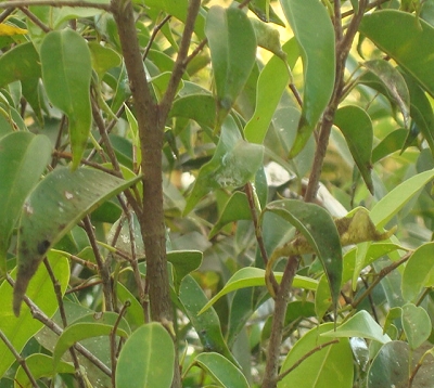 Ficus benjamina - Figuier pleureur