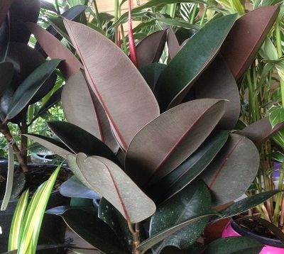 Ficus elastica 