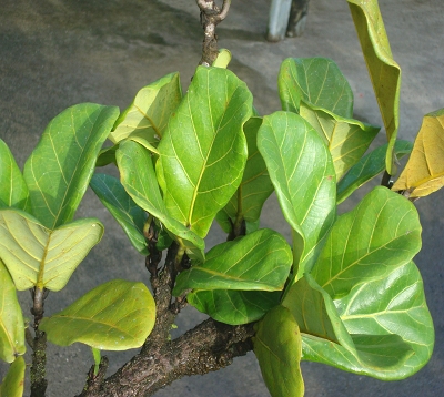 Ficus lyrata - Ficus lyrata