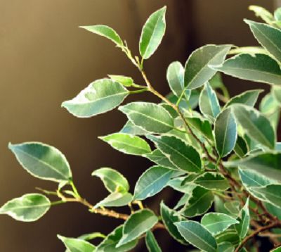 Ficus benjamina 