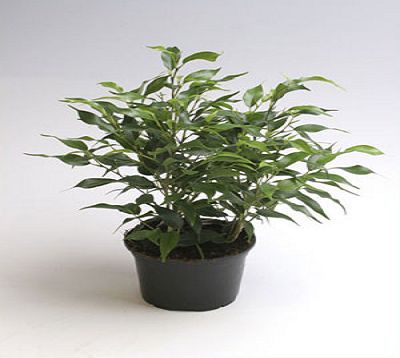 Ficus benjamina 