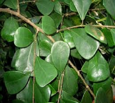 Ficus triangularis - Ficus triangle