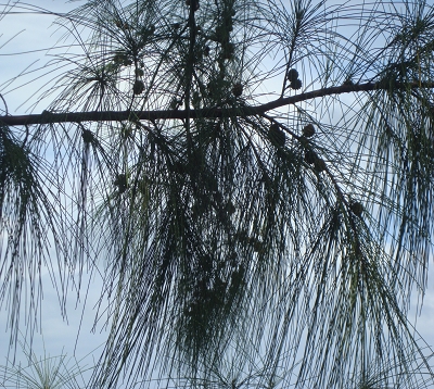 Casuarina equisetifolia - Filao