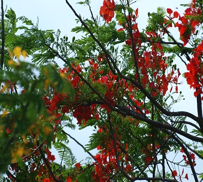 Delonix regia - Flamboyant