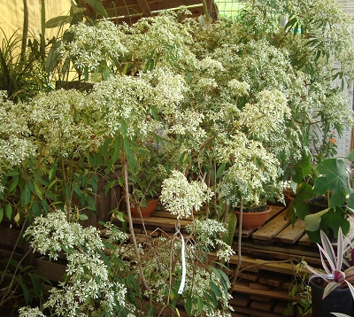 Euphorbia leucocephala - Fleurit-noël