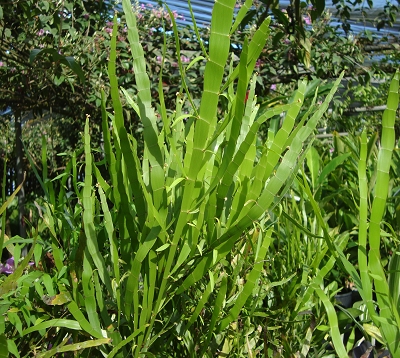 Phyllanthus epiphyllanthus - Fougère à feuilles