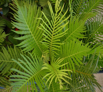 Blechnum gibbum - Fougère blechnum