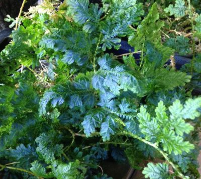 Selaginella willdenowii - Fougère bleue