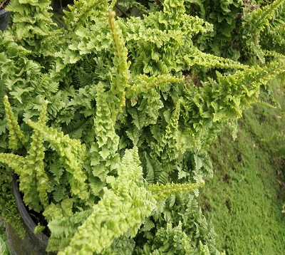 Nephrolepis exaltata norwoodii - Fougère frisée