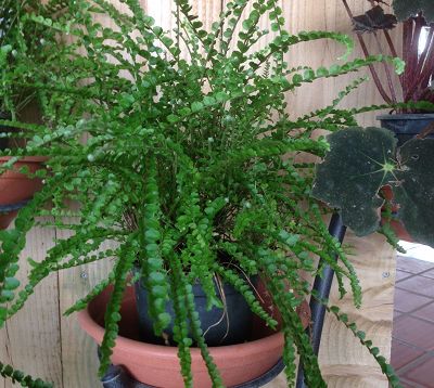 Nephrolepis cordifolia 
