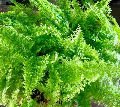 Nephrolepis exaltata marisa - Fougère marisa