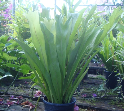Asplenium nidus - Fougère nid d'oiseau
