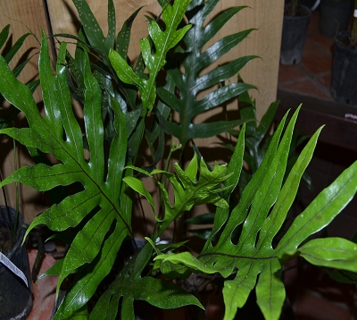 Polypodium spp - Fougère polypodium