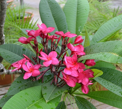 Plumeria rubra - Frangipanier arbre
