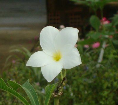 Plumeria pudica - Frangipanier nain