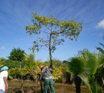 Ceiba pentendra - Fromager