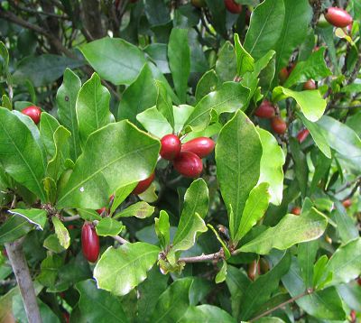 Synsepalum dulcificum - Fruit miraculeux