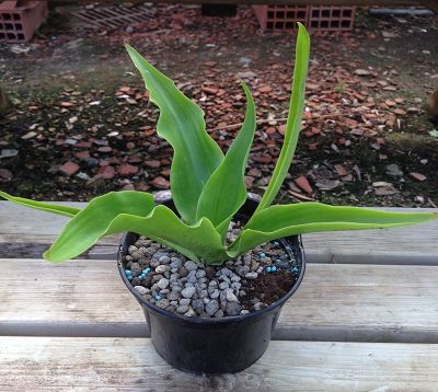 Furcraea foetida - Furcraea vert