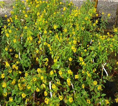 Galphimia  gracilis - Galphimia