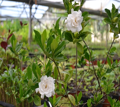 Gardenia - Gardenia