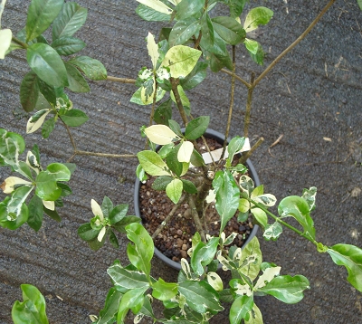 Gardenia - Gardenia panaché