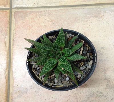 Gasteria - Gasteria flow