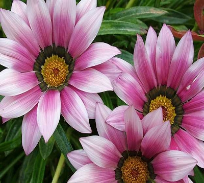 Gazania - Gazania